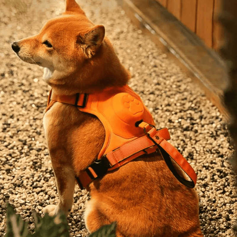 Coleira Peitoral com Alça Retrátil exclusiva para Cães